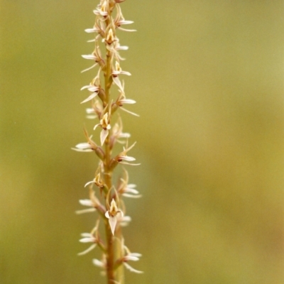 Prasophyllum petilum (Tarengo Leek Orchid) at Hall Cemetery - 15 Oct 2003 by michaelb