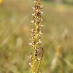 Paraprasophyllum petilum at suppressed - 15 Oct 2003