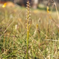 Paraprasophyllum petilum at suppressed - suppressed