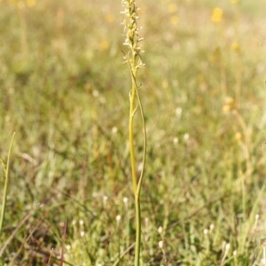 Paraprasophyllum petilum at suppressed - 15 Oct 2003