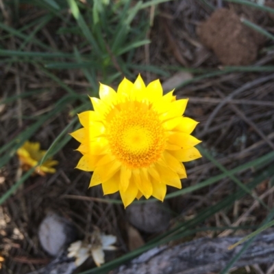 Xerochrysum viscosum (Sticky Everlasting) at Canberra Central, ACT - 25 May 2014 by AaronClausen