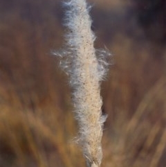 Imperata cylindrica (Blady Grass) at Greenway, ACT - 26 Apr 2007 by MichaelBedingfield