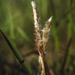 Imperata cylindrica (Blady Grass) at Greenway, ACT - 2 Mar 2007 by michaelb