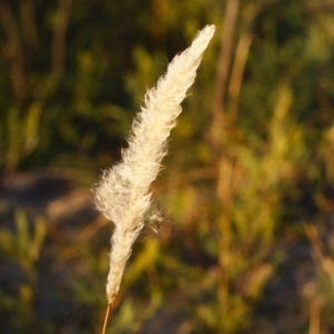 Imperata cylindrica at Paddys River, ACT - 5 Jul 2003