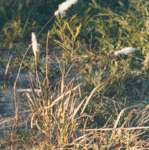 Imperata cylindrica at Paddys River, ACT - 5 Jul 2003