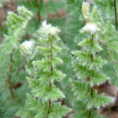 Cheilanthes distans (Bristly Cloak Fern) at Farrer, ACT - 26 Apr 2014 by julielindner