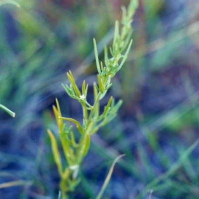 Thesium australe (Austral Toadflax) at Bonython, ACT - 30 Nov 2001 by MichaelBedingfield