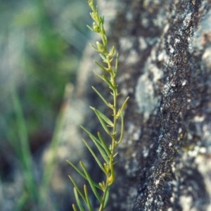 Thesium australe at Bonython, ACT - suppressed