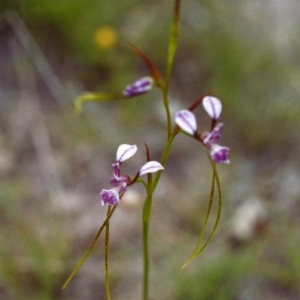 Diuris dendrobioides at suppressed - suppressed