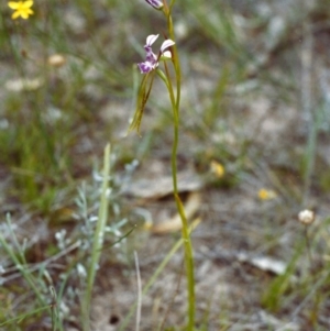 Diuris dendrobioides at suppressed - suppressed