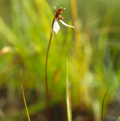 Eriochilus cucullatus (Parson's Bands) at Conder, ACT - 28 Mar 2000 by michaelb
