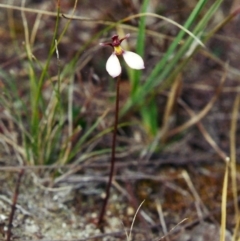 Eriochilus cucullatus at Conder, ACT - suppressed