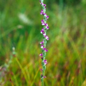 Spiranthes australis at Tuggeranong DC, ACT - suppressed