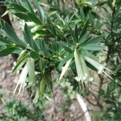 Styphelia triflora (Five-corners) at Farrer, ACT - 4 Mar 2013 by julielindner