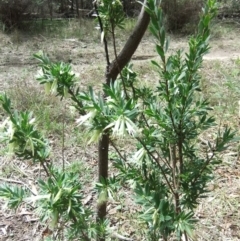 Styphelia triflora at Farrer, ACT - 5 Mar 2013 10:53 AM