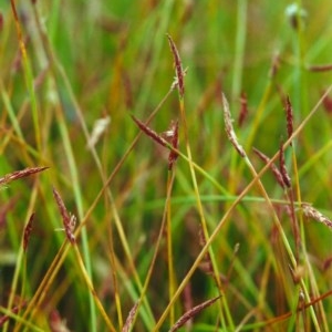 Eleocharis atricha at Conder, ACT - 8 Jan 2001