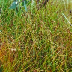 Eleocharis atricha at Conder, ACT - 8 Jan 2001