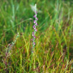 Eleocharis atricha at Conder, ACT - 8 Jan 2001