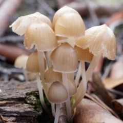 Mycena sp. (Mycena) at Canberra Central, ACT - 31 May 2014 by AaronClausen