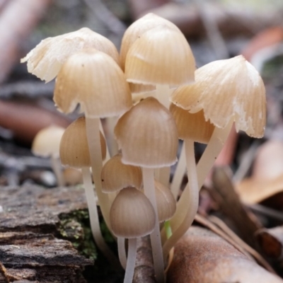 Mycena sp. (Mycena) at Canberra Central, ACT - 31 May 2014 by AaronClausen