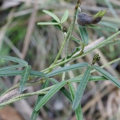 Glycine clandestina at Canberra Central, ACT - 31 May 2014