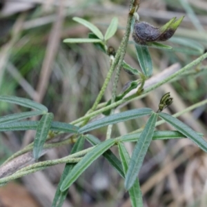 Glycine clandestina at Canberra Central, ACT - 31 May 2014