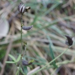 Glycine clandestina at Canberra Central, ACT - 31 May 2014