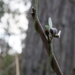 Glycine clandestina at Canberra Central, ACT - 31 May 2014