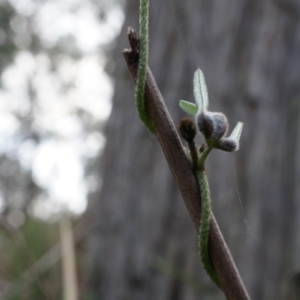 Glycine clandestina at Canberra Central, ACT - 31 May 2014