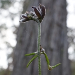 Glycine clandestina at Canberra Central, ACT - 31 May 2014