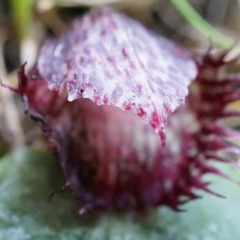 Corysanthes hispida (Bristly Helmet Orchid) at Canberra Central, ACT - 31 May 2014 by AaronClausen