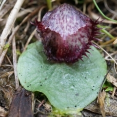 Corysanthes hispida at Canberra Central, ACT - suppressed