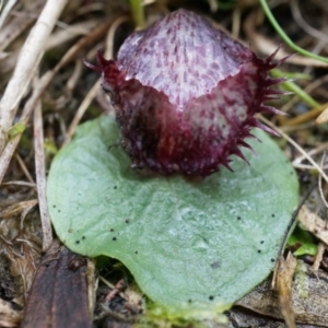 Corysanthes hispida at Canberra Central, ACT - suppressed