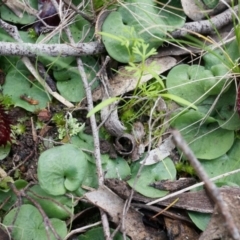 Corysanthes hispida at Canberra Central, ACT - suppressed