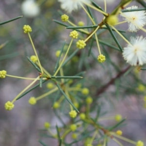 Acacia genistifolia at Canberra Central, ACT - 31 May 2014 02:03 PM