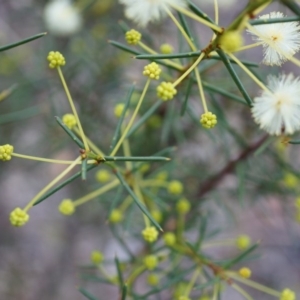 Acacia genistifolia at Canberra Central, ACT - 31 May 2014