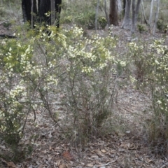 Acacia genistifolia at Canberra Central, ACT - 31 May 2014 02:03 PM