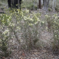 Acacia genistifolia at Canberra Central, ACT - 31 May 2014