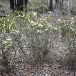 Acacia genistifolia at Canberra Central, ACT - 31 May 2014 02:03 PM