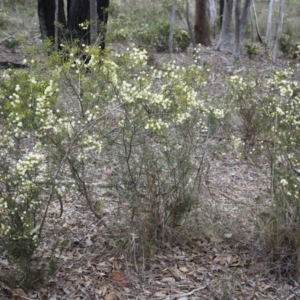 Acacia genistifolia at Canberra Central, ACT - 31 May 2014