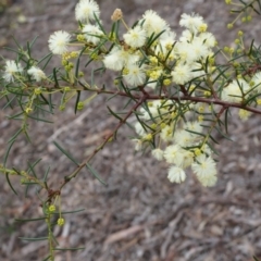 Acacia genistifolia at Canberra Central, ACT - 31 May 2014 02:03 PM
