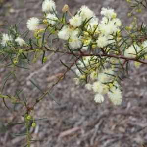 Acacia genistifolia at Canberra Central, ACT - 31 May 2014 02:03 PM