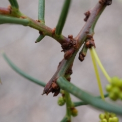 Acacia genistifolia at Canberra Central, ACT - 31 May 2014