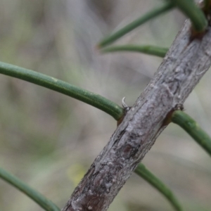 Acacia genistifolia at Canberra Central, ACT - 31 May 2014