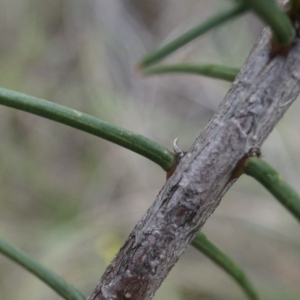 Acacia genistifolia at Canberra Central, ACT - 31 May 2014 02:03 PM