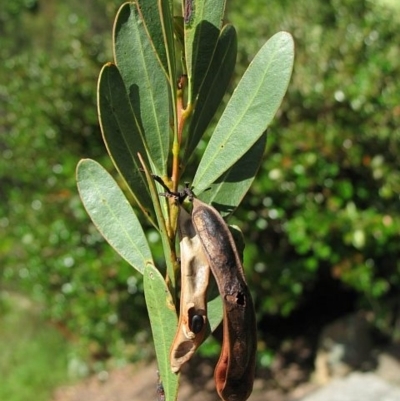 Acacia kydrensis