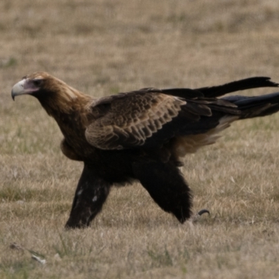 Aquila audax