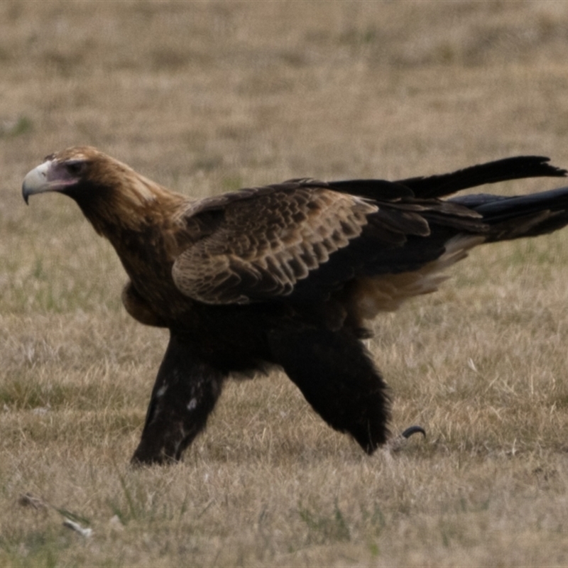 Aquila audax