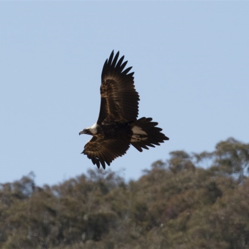 Aquila audax