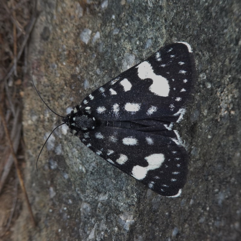 Periscepta polysticta